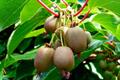 Actinidia arguta